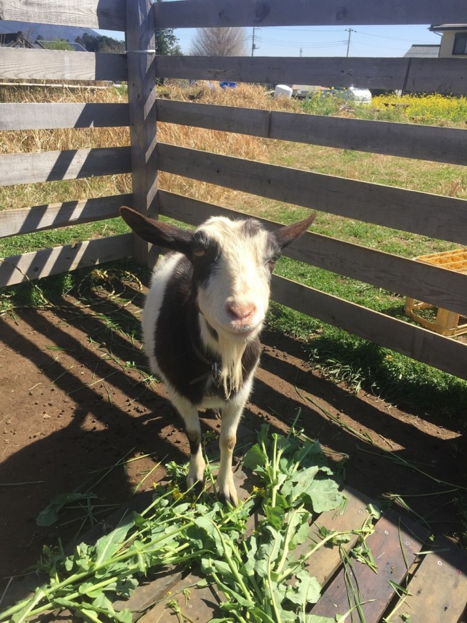 やぎ子です。