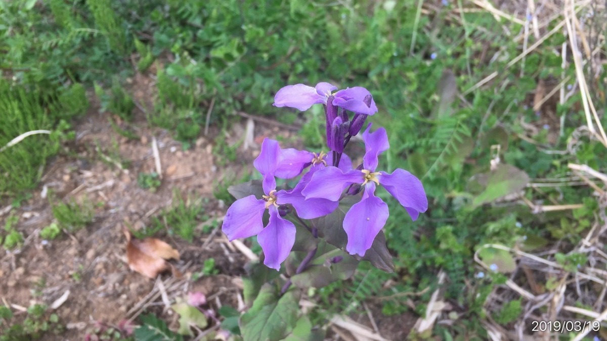 きれいな野花、なんでしょう？