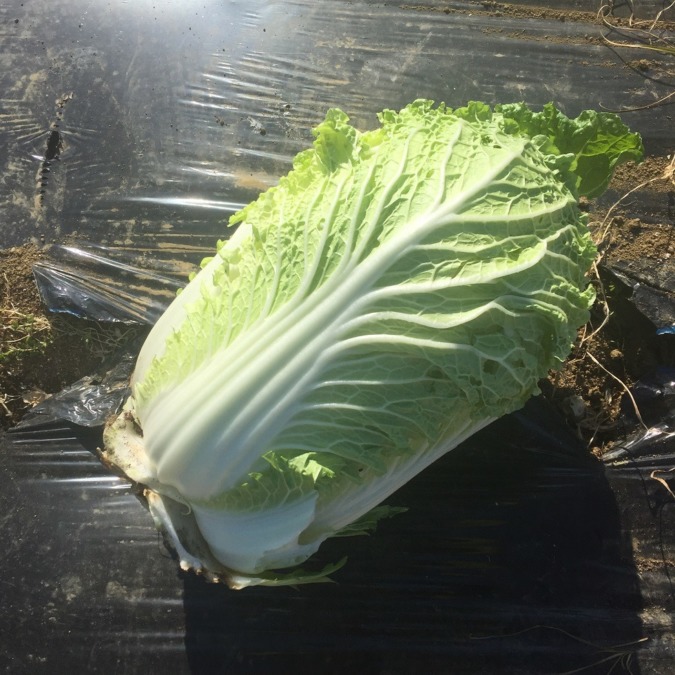 【1/19（土）】畑でゆっくりする会