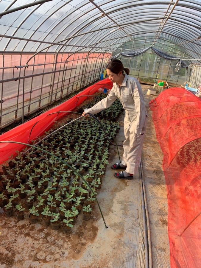 沖縄すいかです。明日、苗の定植。