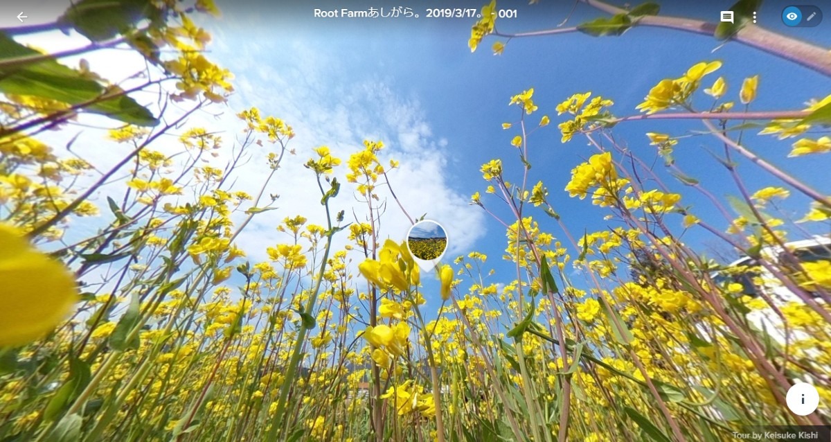 【VR】菜の花の中から。