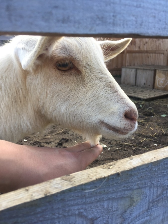 ルナです。おひげ。