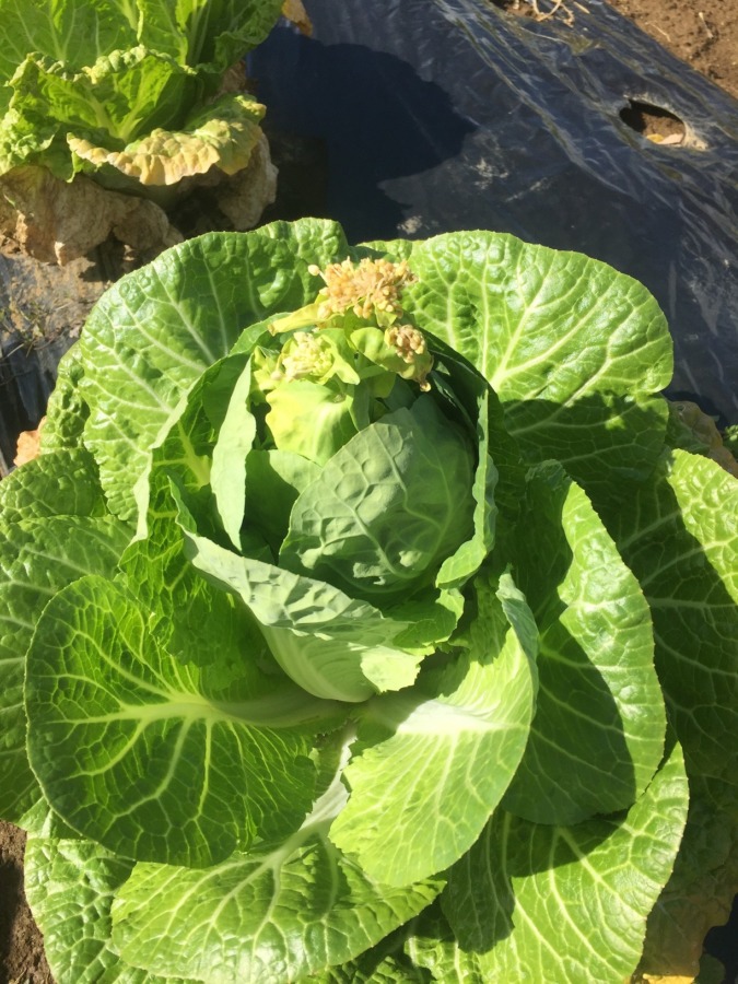 白菜です。花がニョキっと。