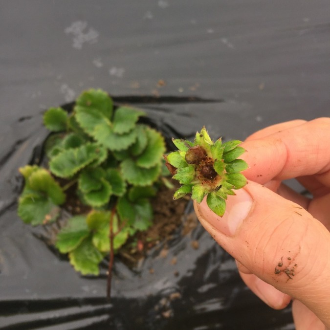 苺です。花摘み。