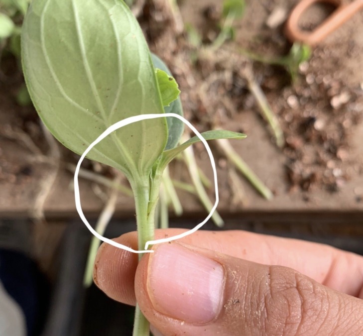 沖縄すいかです。接ぎ木。