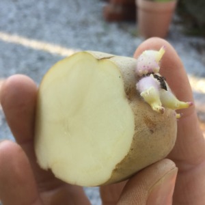 じゃがさんです。植え付け準備。