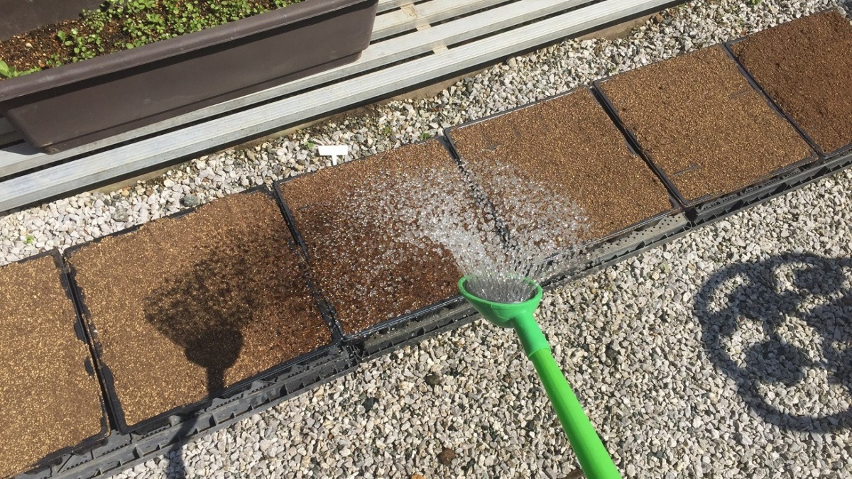 トマトです。種まき。