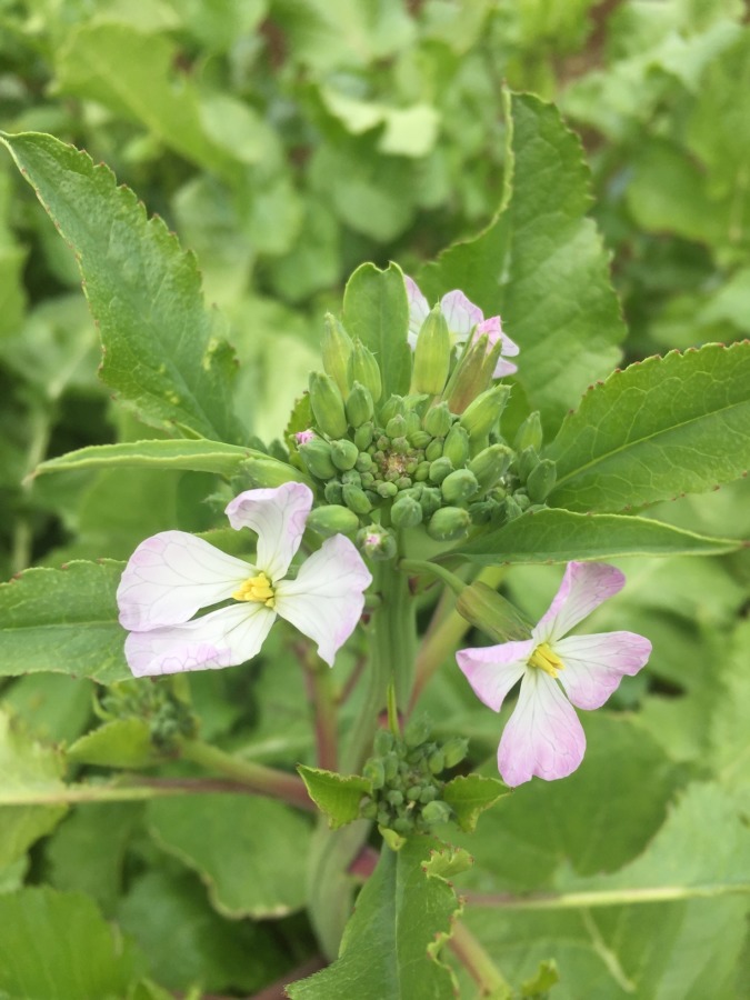 大根です。花、咲いちゃいました。