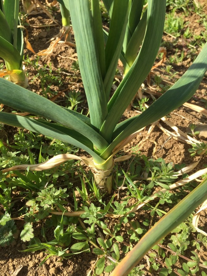 ニンニクです。春の追肥。