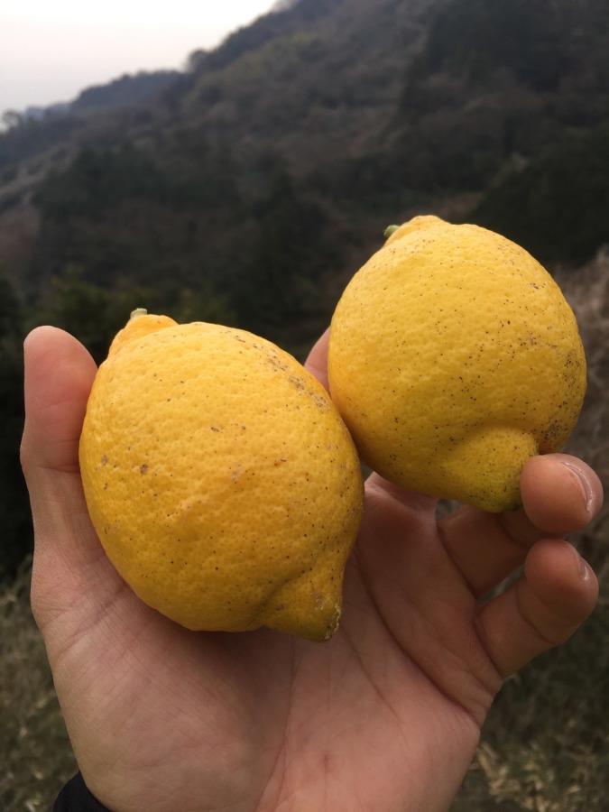 片浦レモンです。