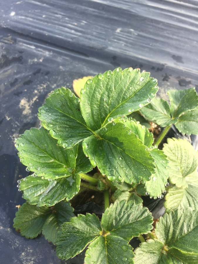 苺です。朝、”葉水があがって”います。