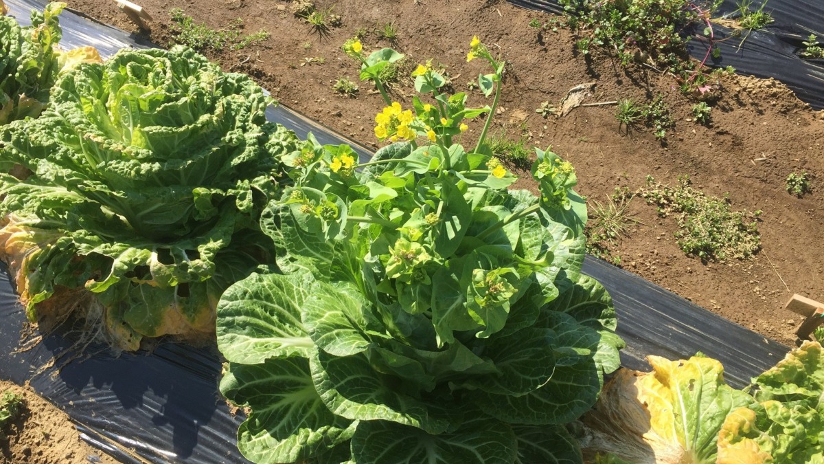 白菜です。花、咲いちゃいました。