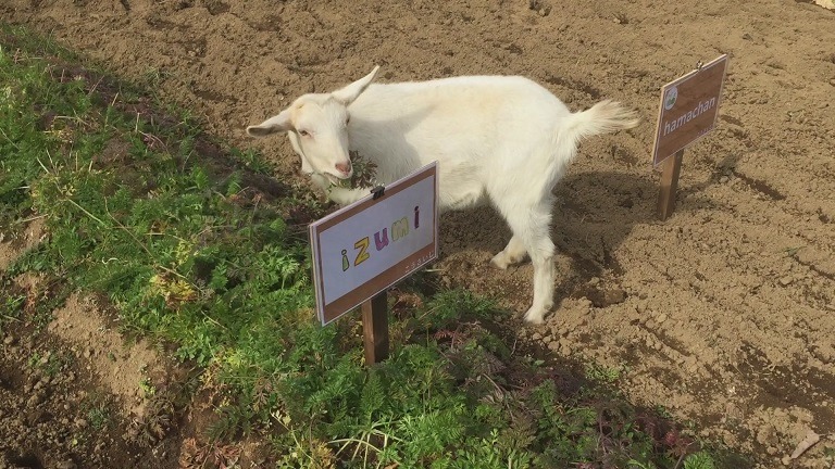 ルナです。フリー。