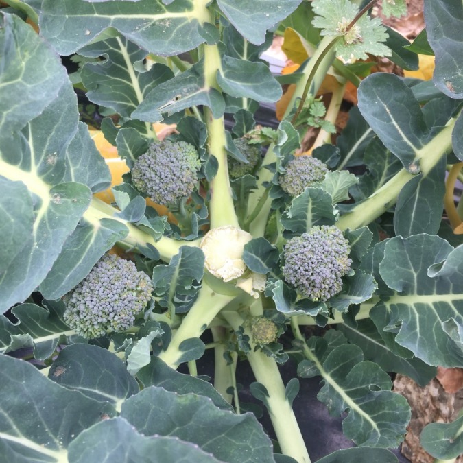 ブロッコリーです。脇芽たち。