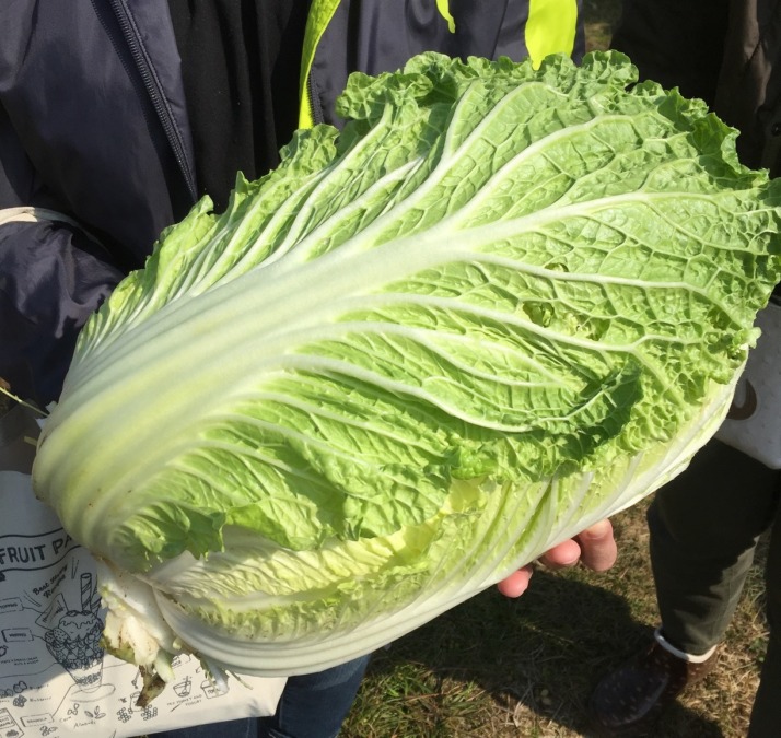 白菜です。今日も、収穫。
