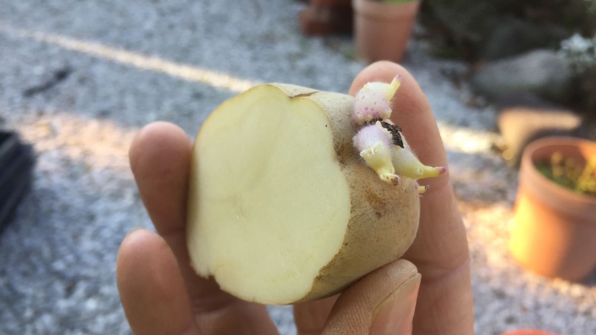 じゃがさんです。植え付け準備。