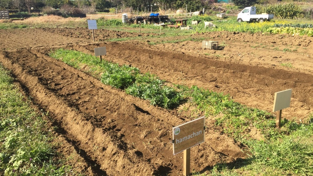 じゃがさんです。畝立て。