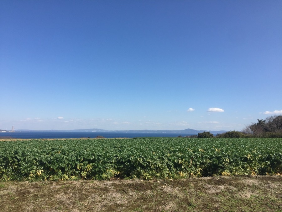 三浦の大根です。
