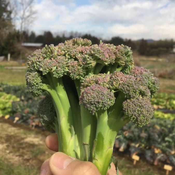 畑の珊瑚礁。ブロッコリーです。