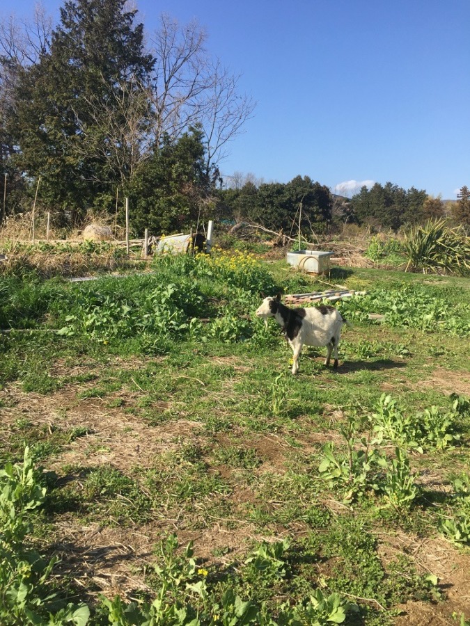 やぎ子です。フリー。