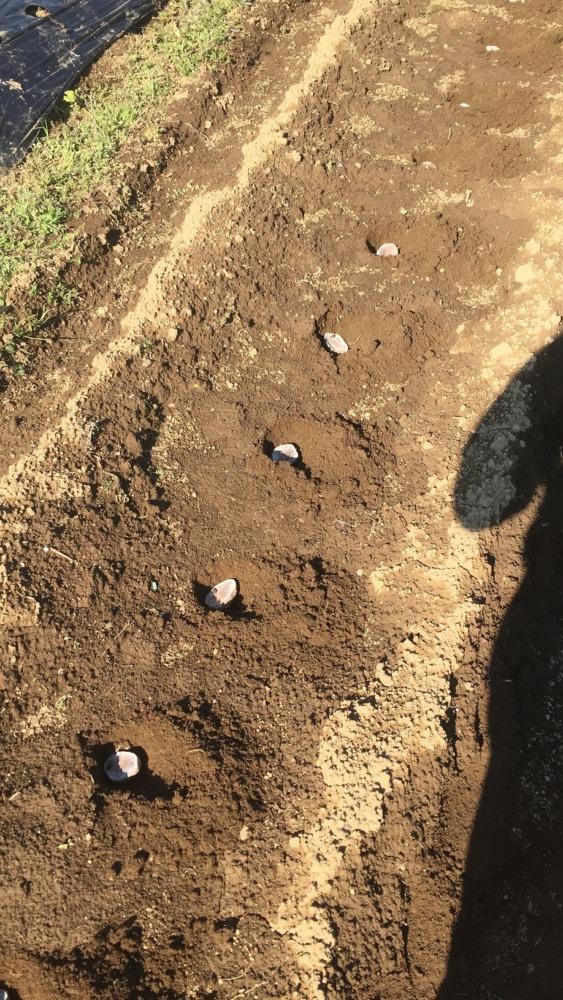 じゃがさんです。植え付け。