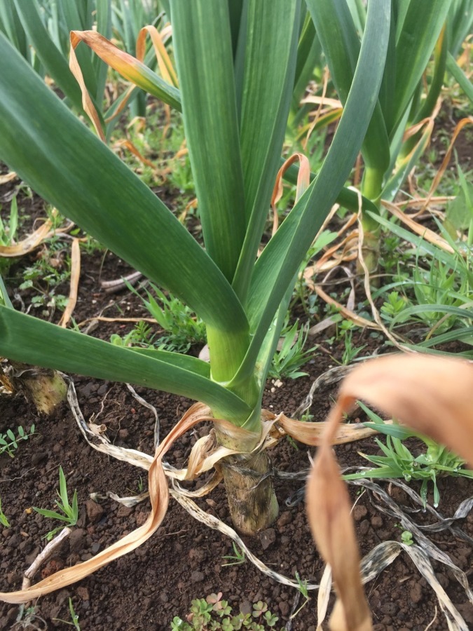 ニンニクです。