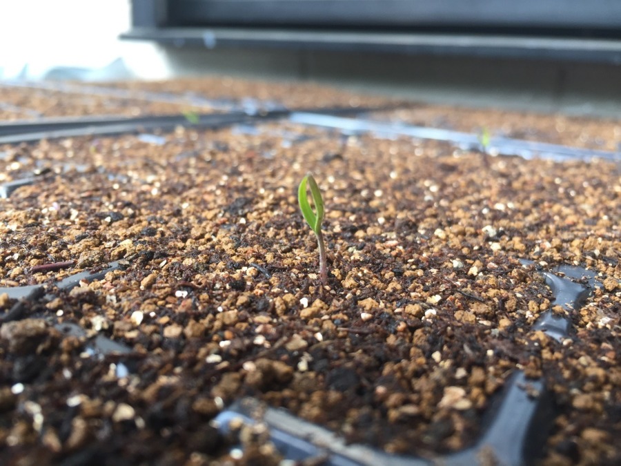 ナスです。発芽しました。