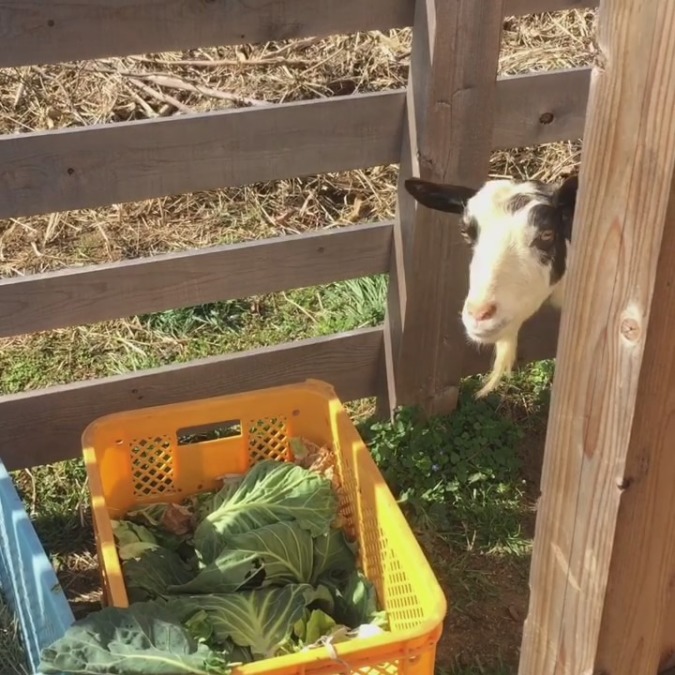 やぎ子です。おはよう。