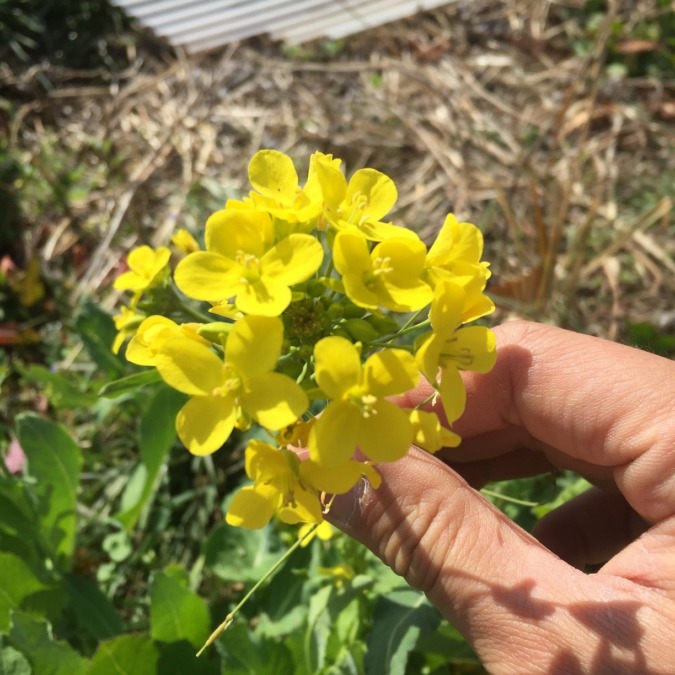 菜の花。