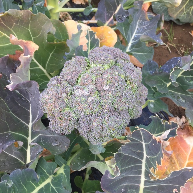 ブロッコリーです。