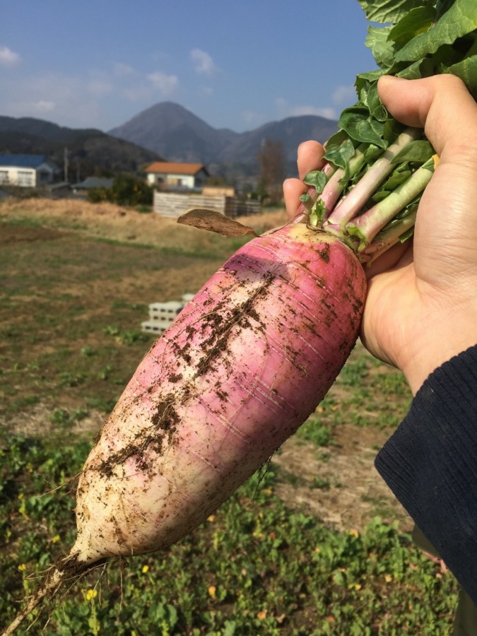 大根です。今日も、収穫。
