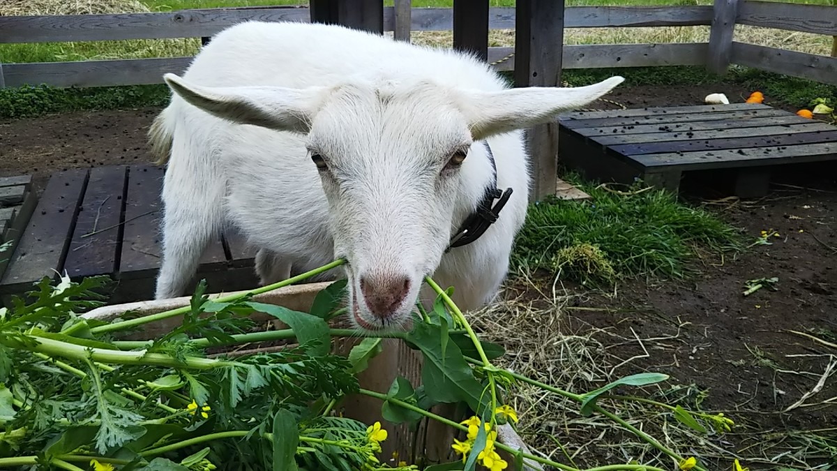 ちょい悪ルナちゃん