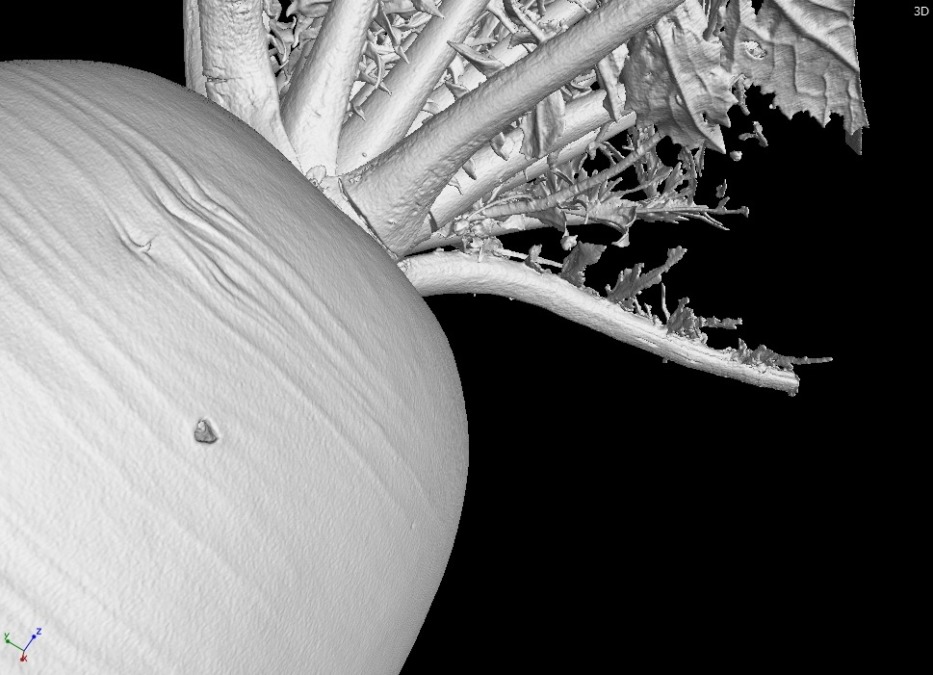 【CT】大根です。健康診断。