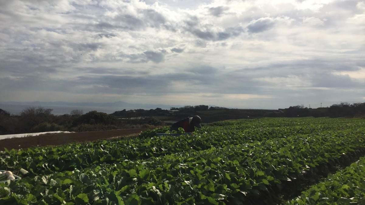 三浦のかぶ畑。