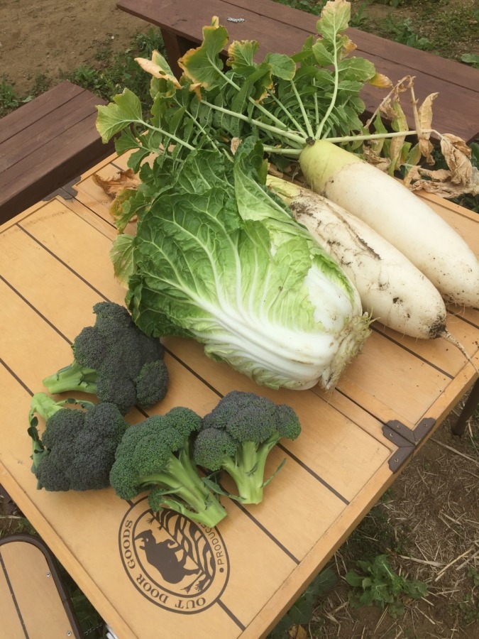 白菜です。今日も、収穫。