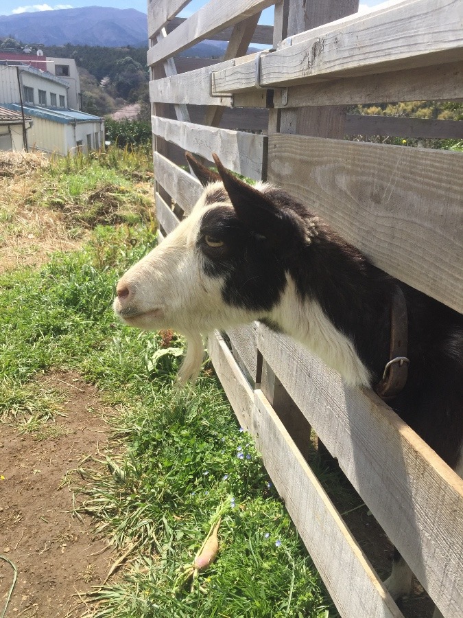 やぎ子です。首、出せます。