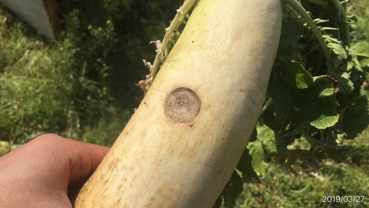 三浦の大根です。虫害など。