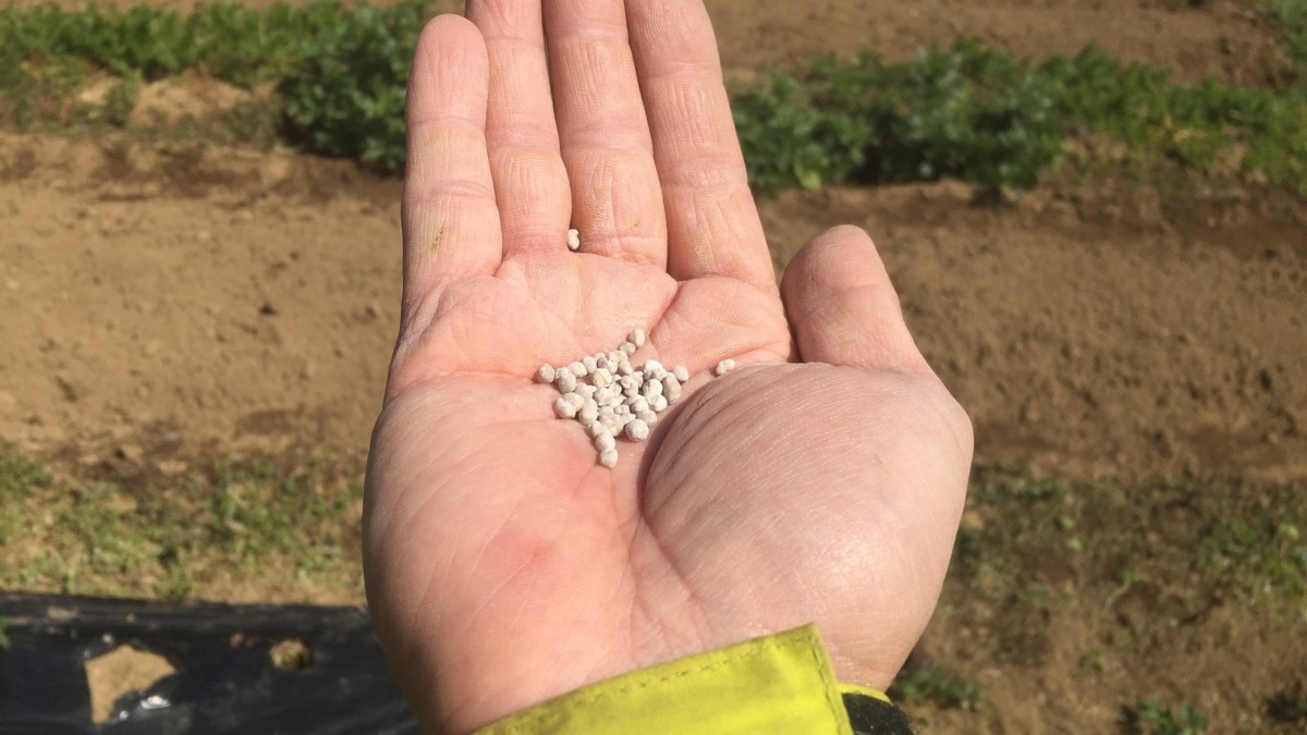 苺です。追肥。