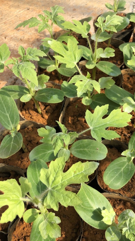 沖縄すいかです。