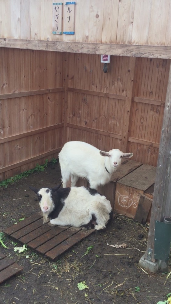 雨。ジメジメは嫌い。