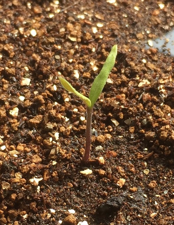 ナスです。双葉。