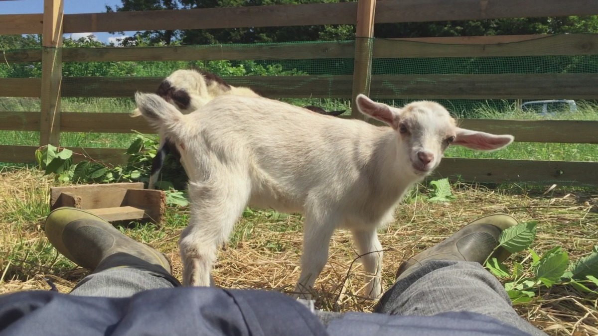 ルナちゃんです。