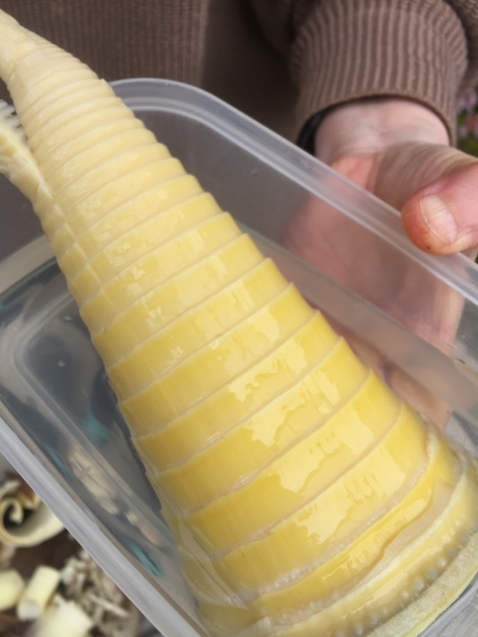 竹の子（下茹で）