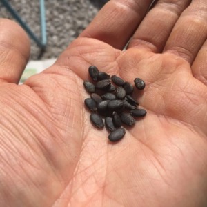 スイカです。種まき。