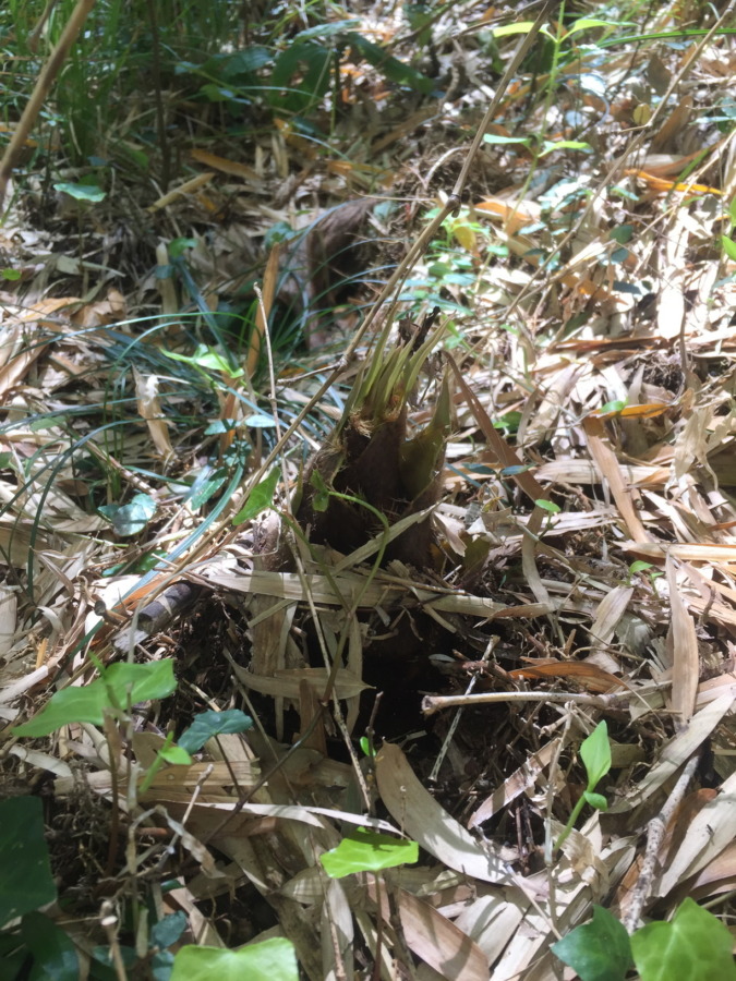 今日も、竹の子獲れました。