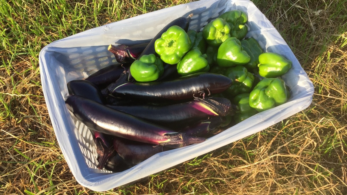 ナスです。収穫。