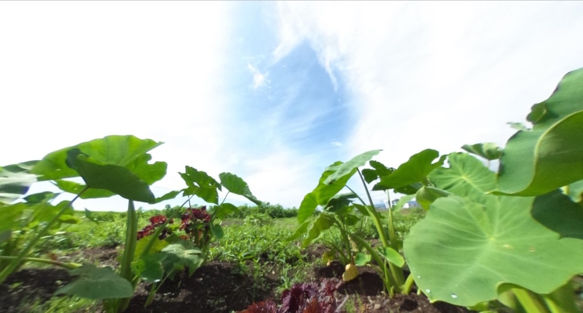 【VR】開成さかわ。里芋がご紹介。