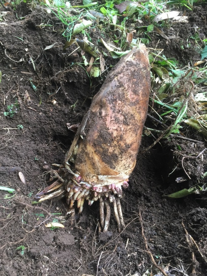 竹の子です。掘って、茹でました。