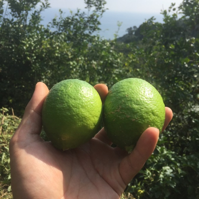 レモンです。まだ緑ですが、もう美味しいと思う。