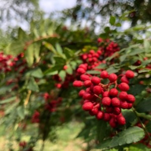 実山椒の味は、、